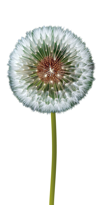 Hublami-flower